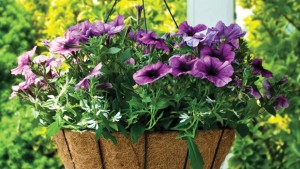 Manufacturers Weigh In On Popular Pots, Trendy Trays