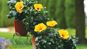 How To Grow  Tropical Hibiscus