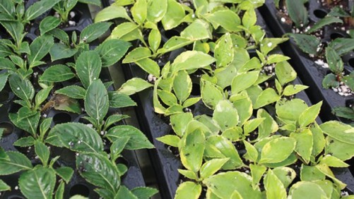Young Plant Growers Weigh In On Crop Gains, Sales Trends And More
