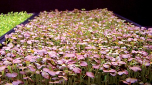 Sole-Source LED Lighting In Horticulture: Microgreens Production