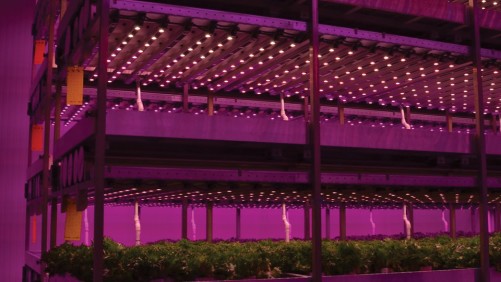 Education Is Critical for Indoor Farming Industry to Thrive