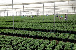 Geranium Stock in Vivero Mexico
