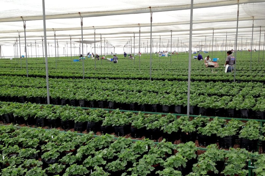 Geranium Stock in Vivero Mexico