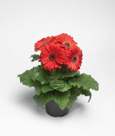 Blooming Potted Plants