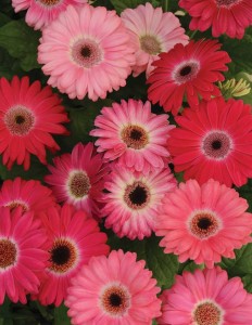 Blooming Potted Plants