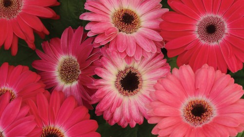 Join SAF And Other Growers To #PetalItForward And Spread Happiness With Flowers