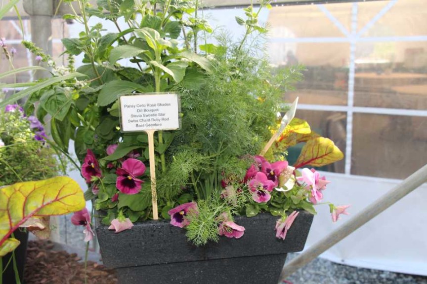 2015 California Spring Trial Edibles