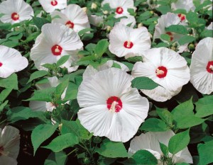 Blooming Potted Plants