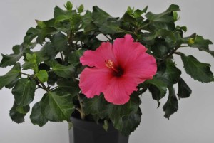 Blooming Potted Plants