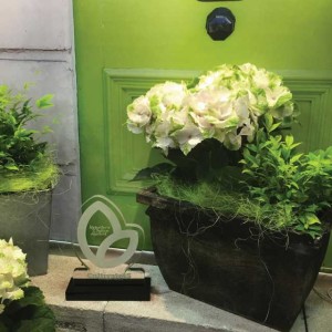 Blooming Potted Plants