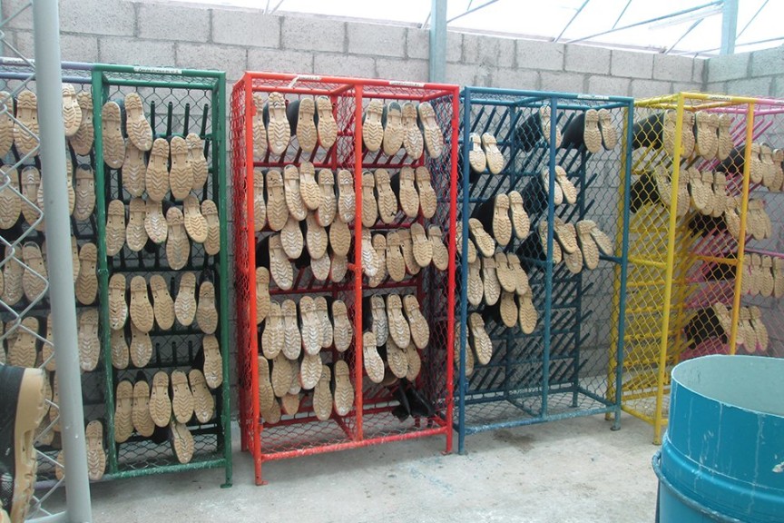 Dümmen Orange Upgrades Phytosanitary Standards On All Farms