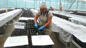 Dümmen Orange Implementing Consistent Standards On All Offshore Cuttings Farms