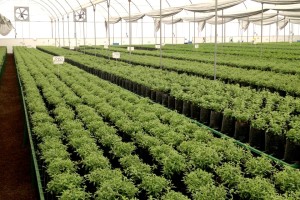 IPM 2014 Feb 11 346 Offshore farm profiles Vivero Internacional