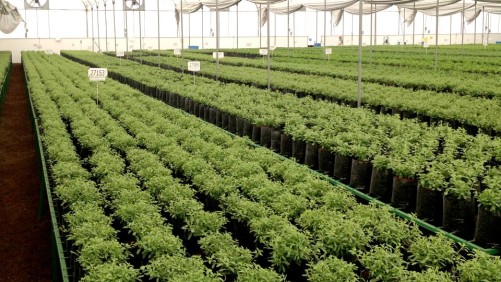 Is it Time for the Horticulture Industry to Rethink What IPM Means?