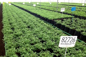 IPM 2014 Feb 11 348 Offshore farm profiles Vivero Internacional