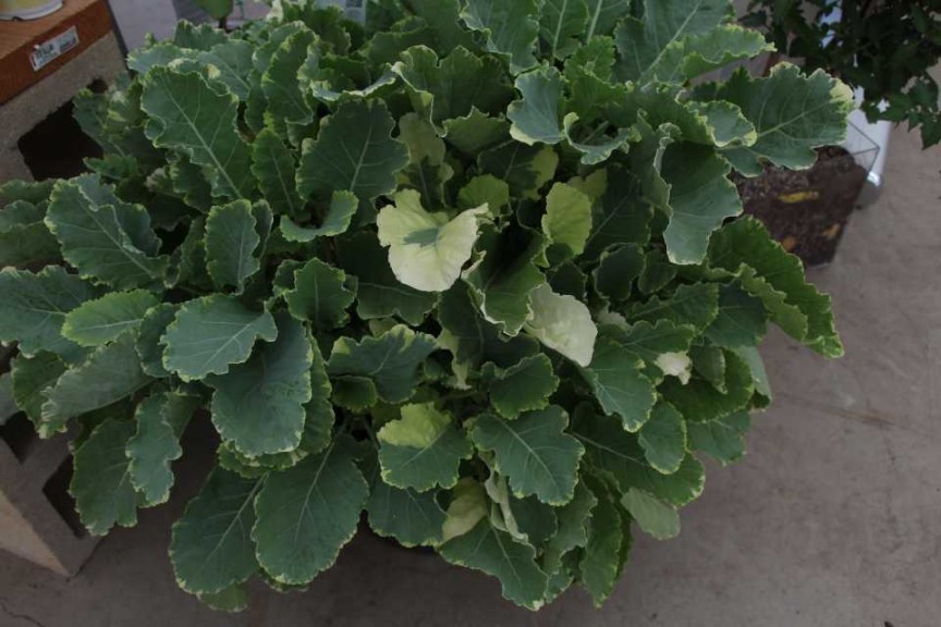 Kosmic Kale