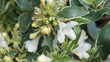 Farwest Show New Varieties Showcase Will Spotlight 2016 Plant Introductions