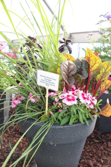 2015 California Spring Trial Edibles