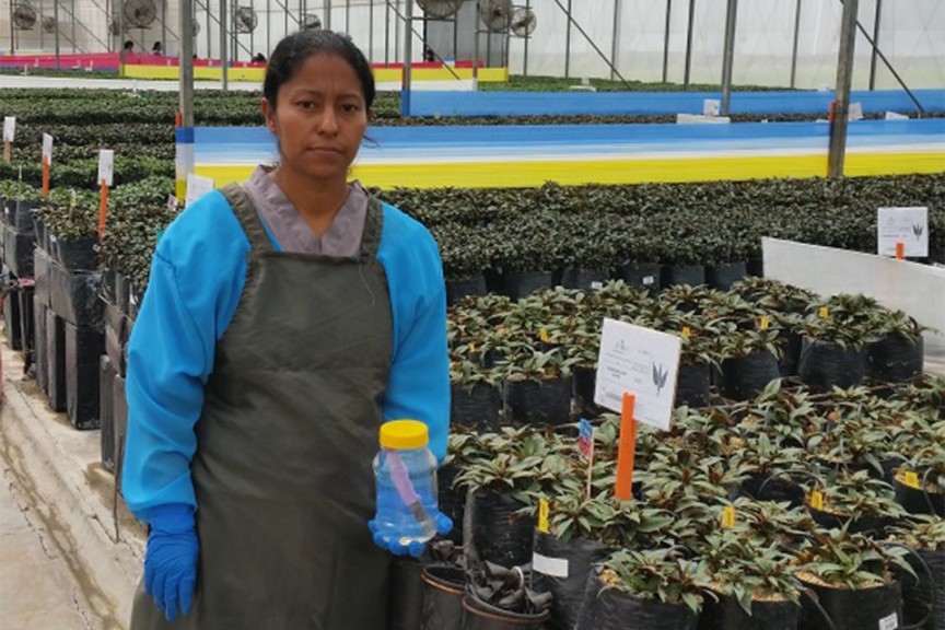 Dümmen Orange Upgrades Phytosanitary Standards On All Farms