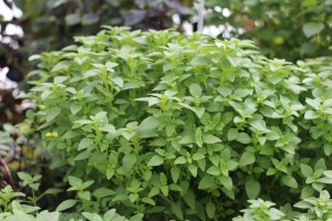 2015 California Spring Trial Edibles