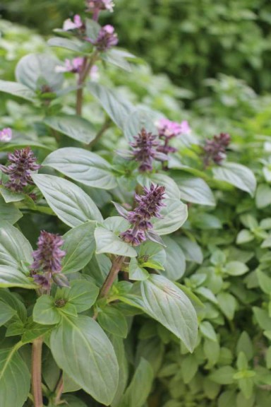 2015 California Spring Trial Edibles