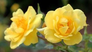 Oso Easy Lemon Zest Rose Honored With Award Of Excellence