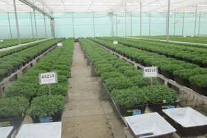 Dümmen Orange Upgrades Phytosanitary Standards On All Farms