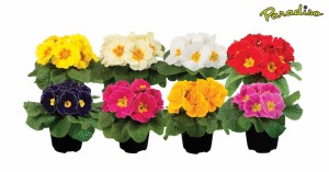 Blooming Potted Plants