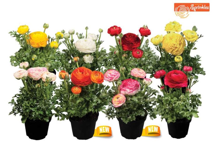 Blooming Potted Plants