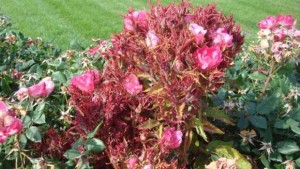 University Of Florida Researchers Join Multi-State Battle Against Rose Rosette Disease