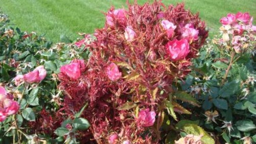 University Of Florida Researchers Join Multi-State Battle Against Rose Rosette Disease