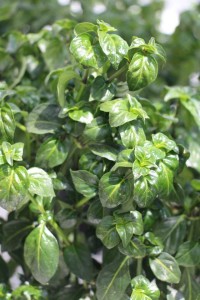 2015 California Spring Trial Edibles