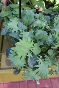 2015 California Spring Trial Edibles