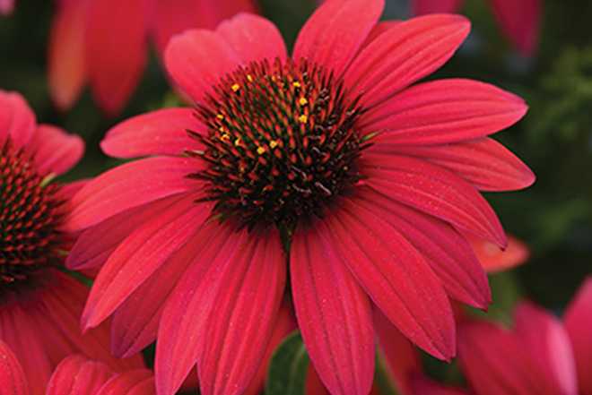 'Sombrero Baja Burgundy' Echinacea