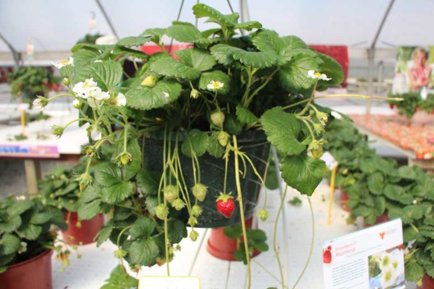 2015 California Spring Trial Edibles