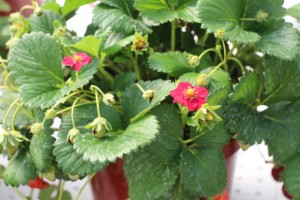 2015 California Spring Trial Edibles