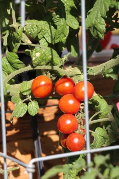 2015 California Spring Trial Edibles