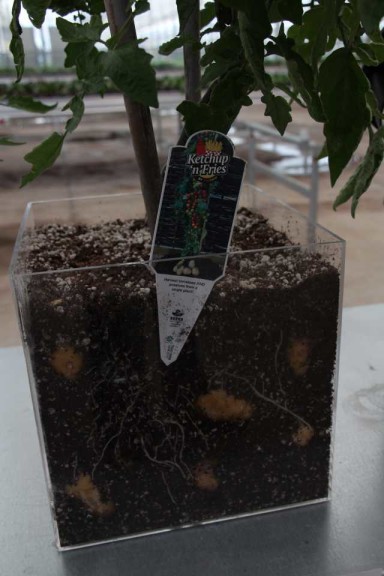 2015 California Spring Trial Edibles