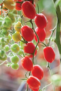 2015 California Spring Trial Edibles