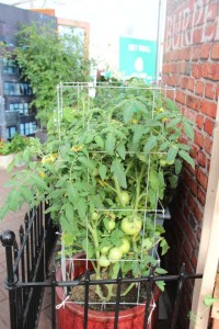 2015 California Spring Trial Edibles