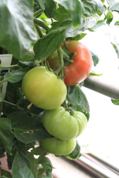 ‘Summerpick’ Tomato  (Syngenta Vegetables)