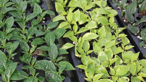 The State Of The 2015 Young Plant Market