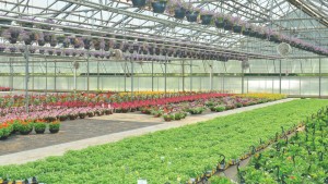 University Of Florida Offers New Online Course: Advanced Nutrient Management For Container-Grown Crops