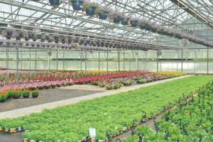 2015 Head Grower Of The Year