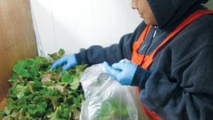 House Failure To Address H-2B Exemption Could Affect Spring 2017 Season