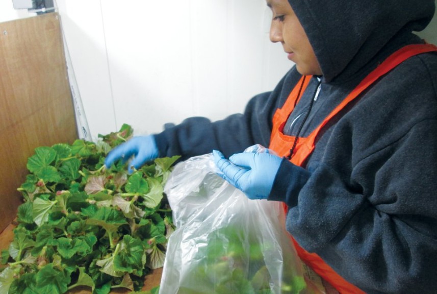 Dümmen Orange Upgrades Phytosanitary Standards On All Farms