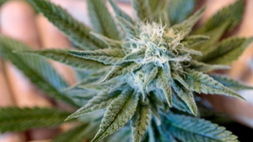 Consider Your Options With Greenhouse Cannabis Production