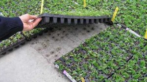 University Of Florida Will Offer Online Course For Grower Staff