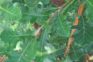 'Urban Pinnacle' Oak