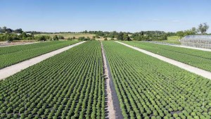 Fine-Tuning Greenhouse Contract Growing Keeps Costs In Line At Tidal Creek Growers